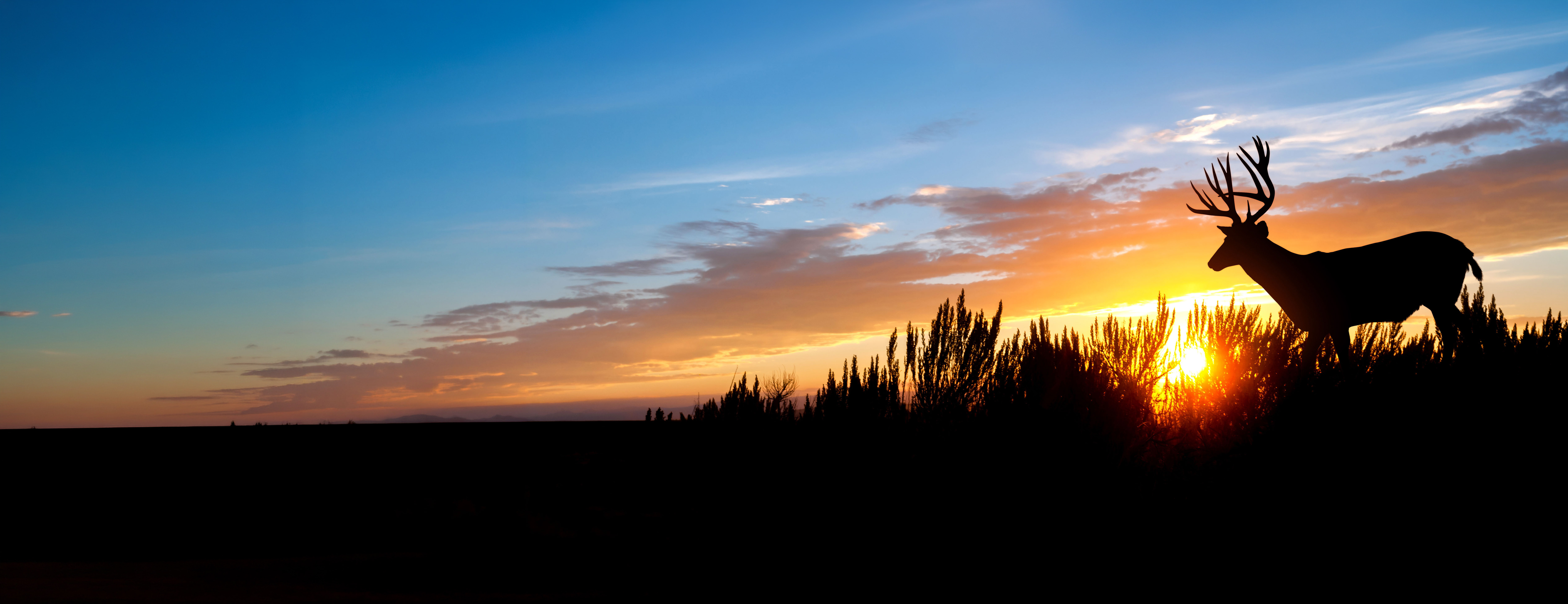 A male (buck) mule deer against an evening sunset.