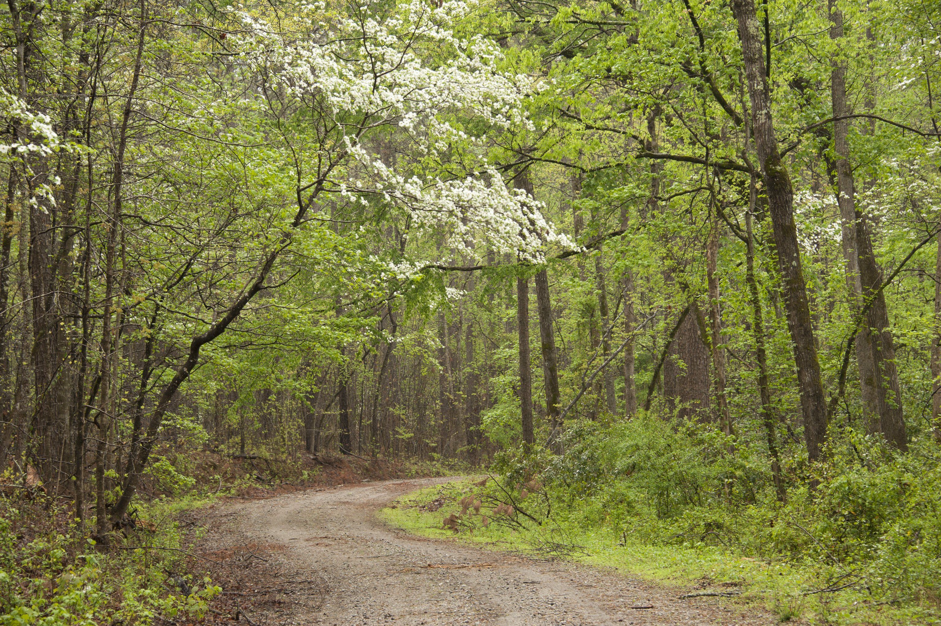 Springtime Scenic Photo from Deer Kill Road